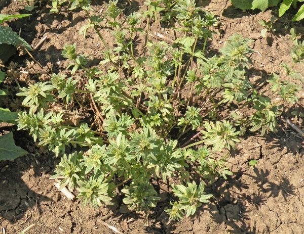 Яснотка (стеблеобъемлющая, пурпурная)