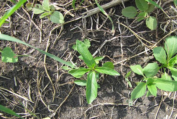 Акалифа южная