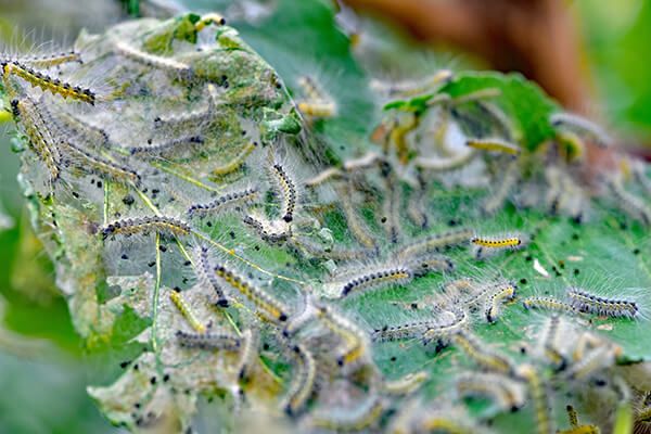 Американская белая бабочка