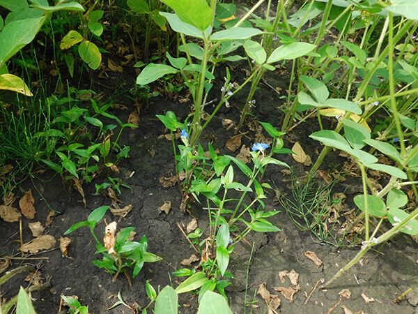 Коммелина обыкновенная