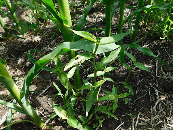 Коммелина обыкновенная