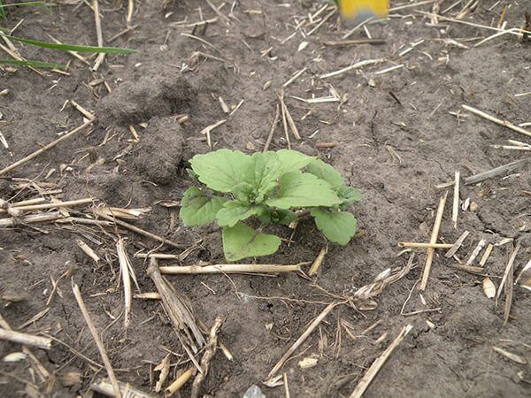 Вероника полевая (пашенная), персидская, плющелистная