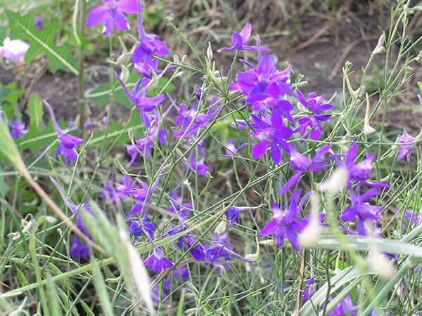 Живокость полевая