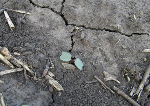 Вьюнок полевой (березка)