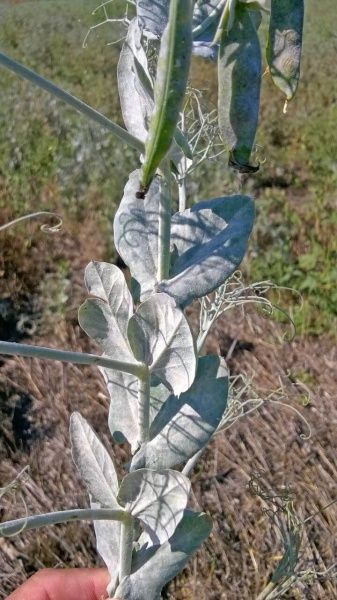 Ложная мучнистая роса гороха