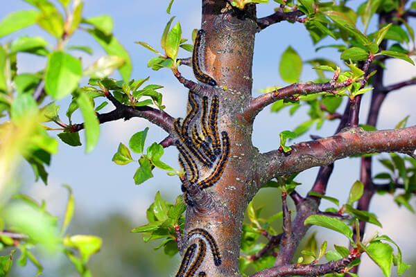 Боярышница