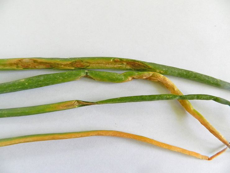 Пероноспороз лука