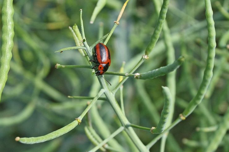 Рапсовый листоед