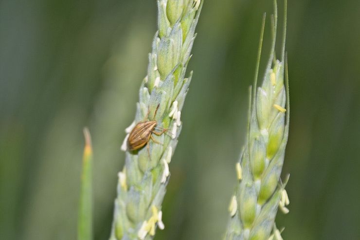 Элия остроголовая