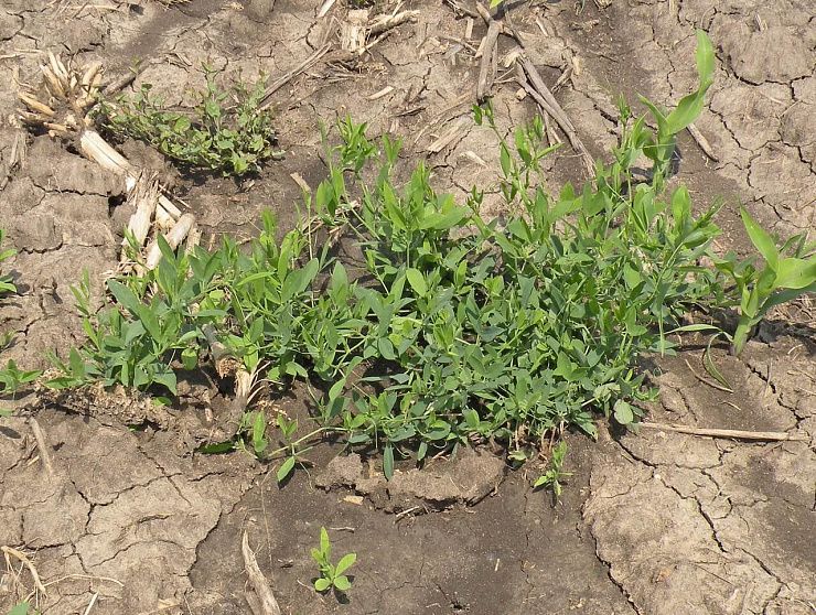 Чина клубневая