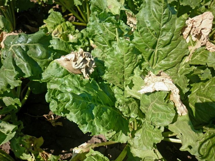 Вертициллезное увядание свеклы