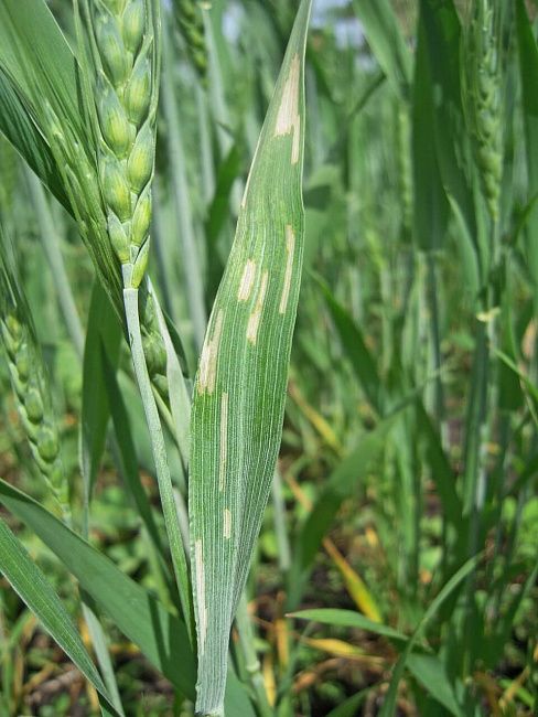 Пьявица обыкновенная