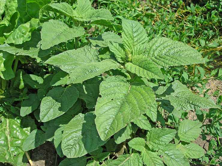 Щирица (синеватая, запрокинутая, жминдовидная)