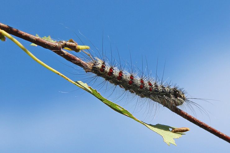 Непарный шелкопряд