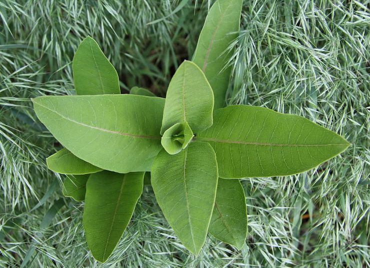 Ваточник сирийский