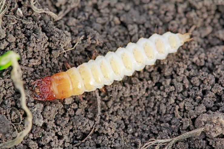 Хлебная жужелица