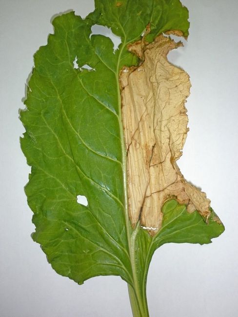 Вертициллезное увядание свеклы