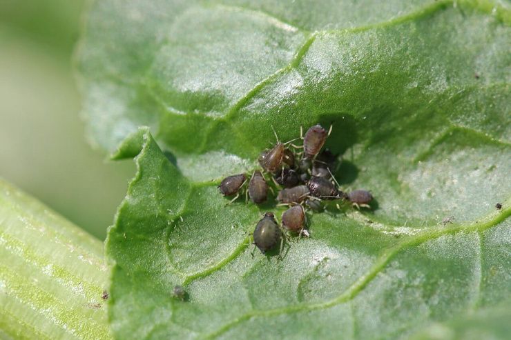 Свекловичная листовая тля