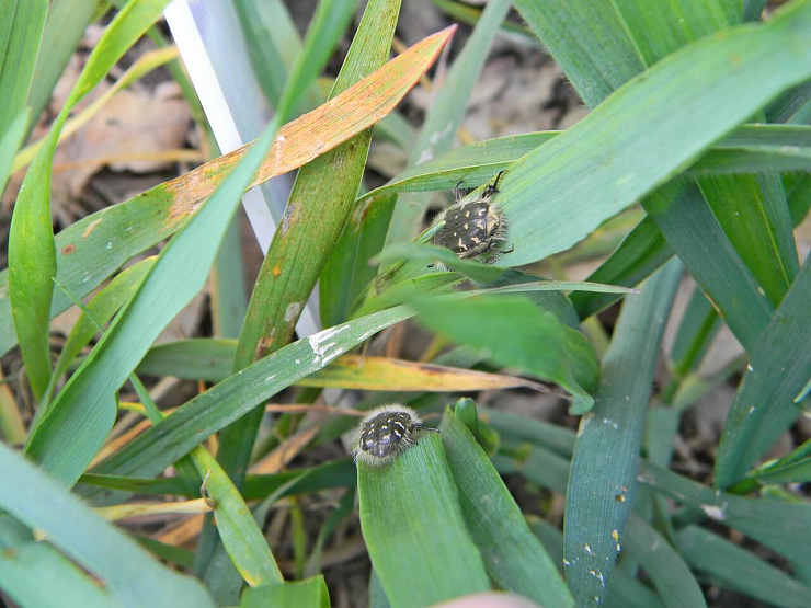 Оленка мохнатая