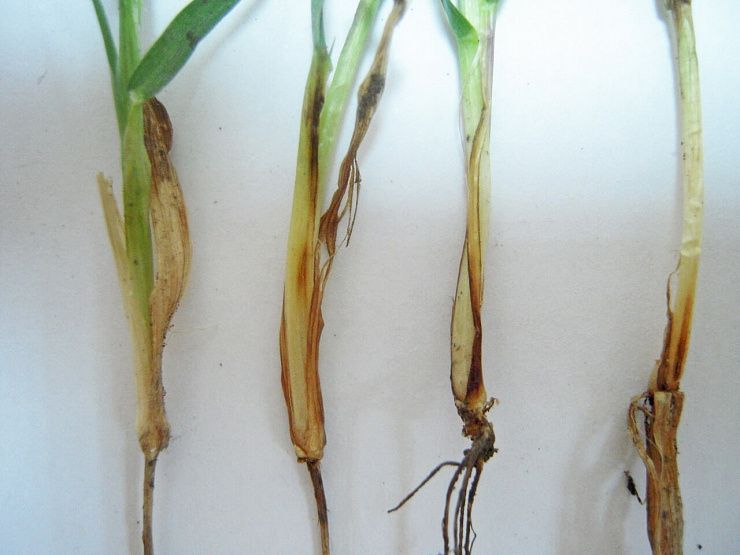 Фузариозные корневые гнили зерновых
