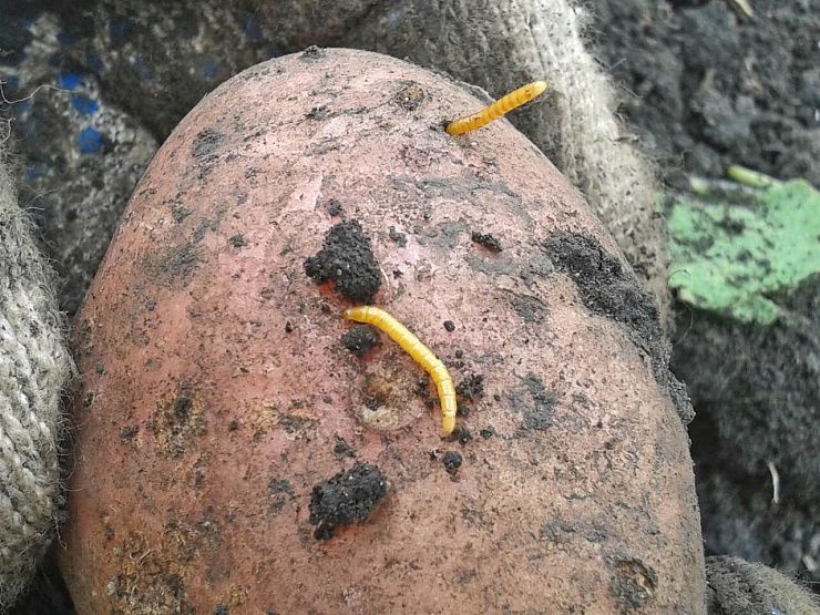 Щелкуны (проволочники)