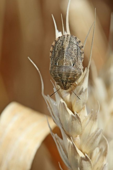 Клоп вредная черепашка
