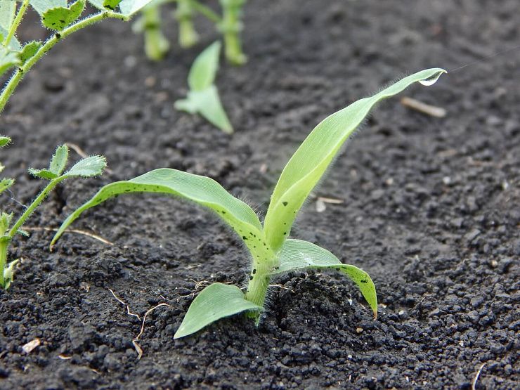 Просо (волосовидное, верхоцветное)