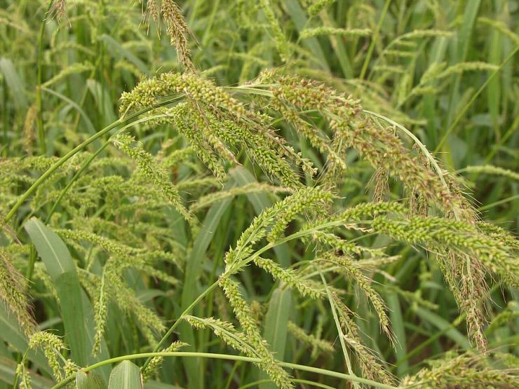 Просо куриное (ежовник обыкновенный)