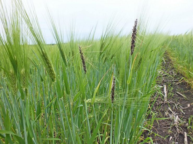 Пыльная головня ячменя