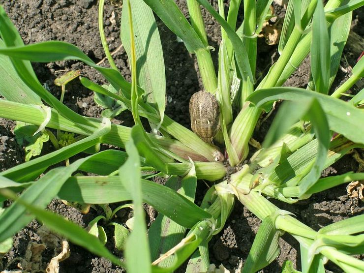 Клоп вредная черепашка