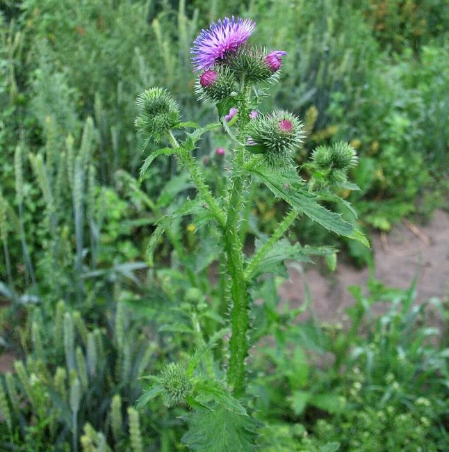 Чертополох, крючковатый, Термера (поникающий)