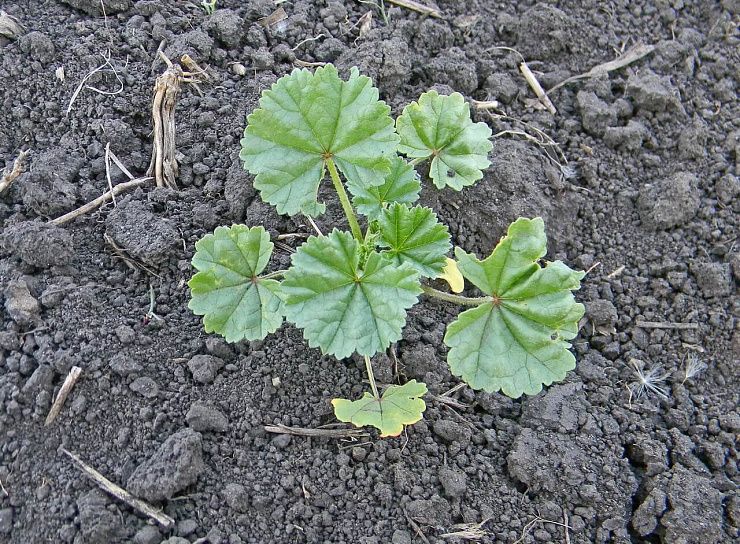 Просвирник приземистый (мальва круглолистная)