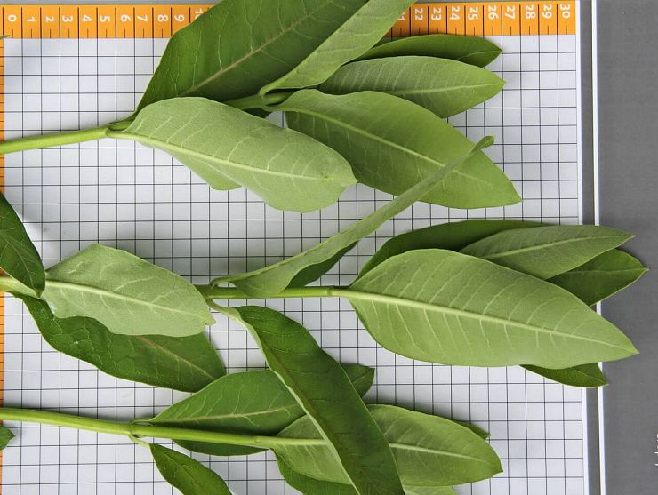 Ваточник сирийский