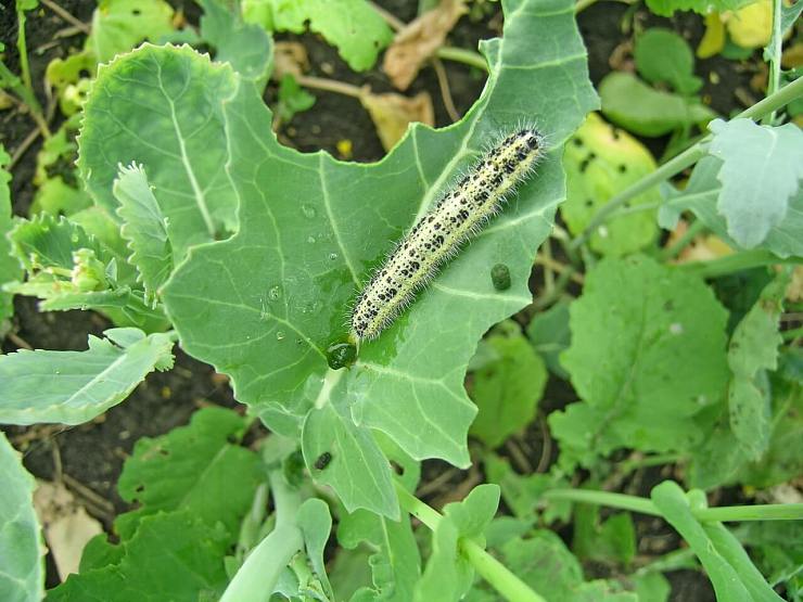 Капустная белянка, капустница
