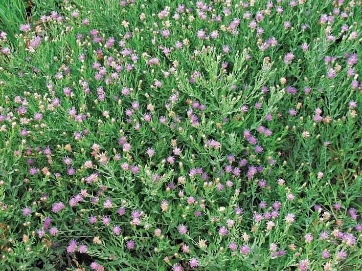 Горчак ползучий (розовый)