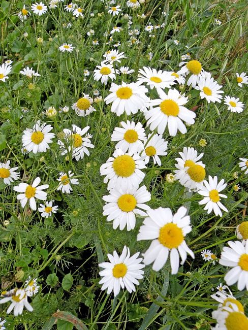 Ромашка непахучая (продырявленная, трехреберник)