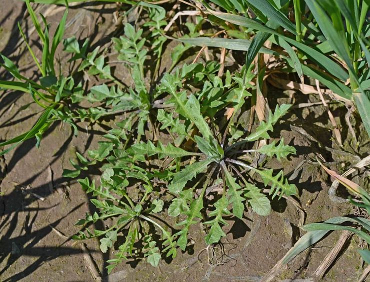 Пастушья сумка обыкновенная