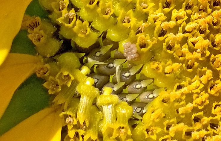 Луговой мотылек