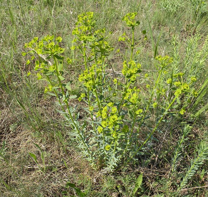 Молочай лозный (вальдштейна)