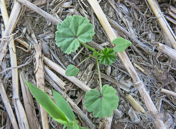 Просвирник приземистый (мальва круглолистная)