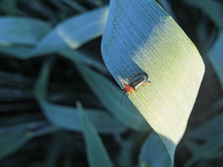 Пьявица обыкновенная