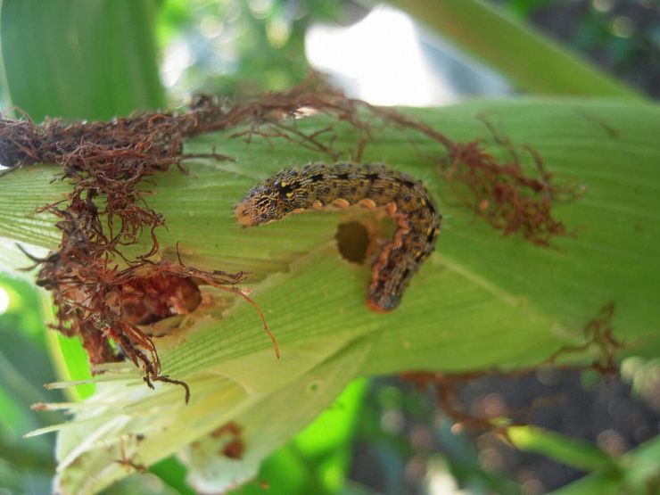 Хлопковая совка