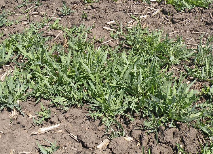 Латук (Молокан) татарский