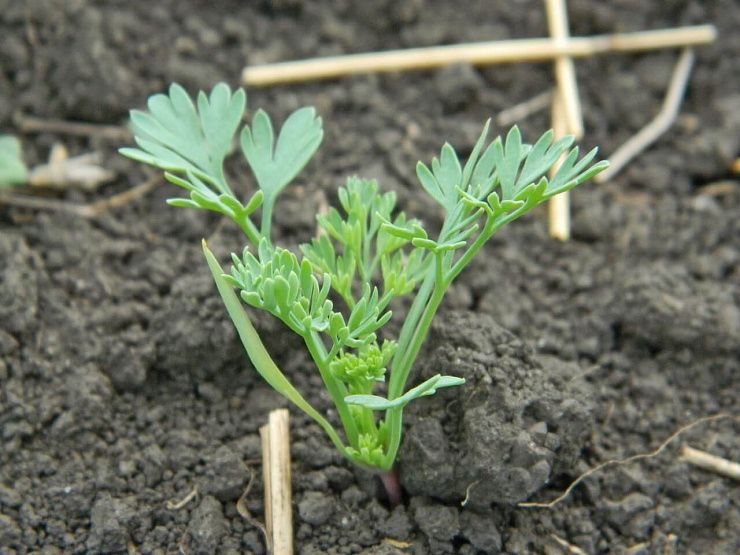 Дымянка Шлейхера