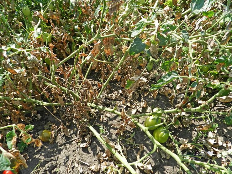 Фитофтороз