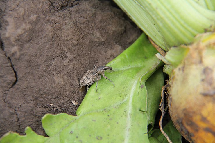 Серый свекловичный долгоносик