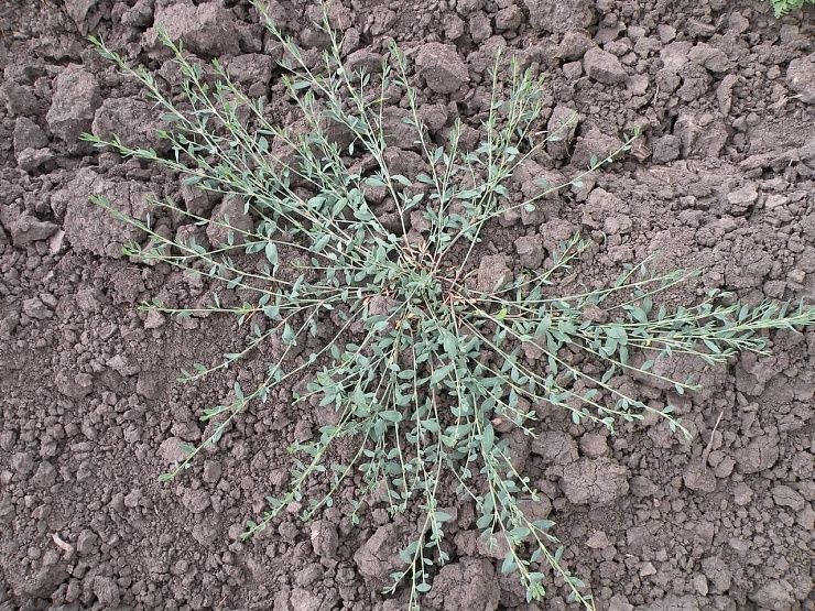 Горчак ползучий (розовый)