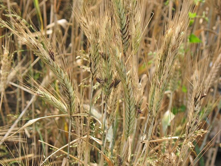 Спорынья злаков