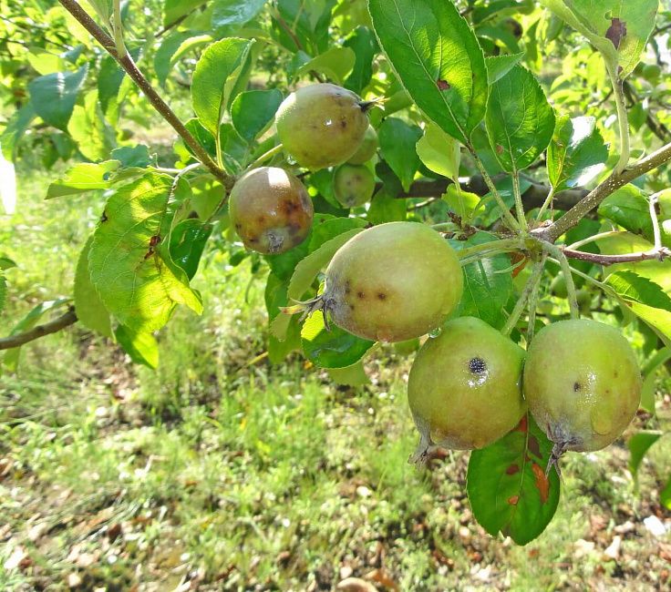 Парша яблони и груши