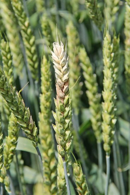 Фузариоз колоса пшеницы